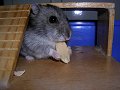 törpehörcsög hamster